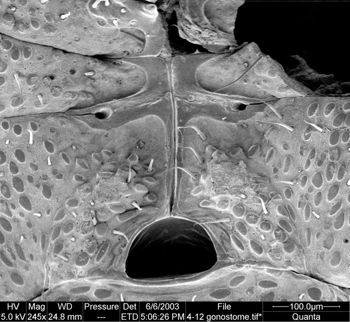 Media type: image;   Invertebrate Zoology 134640
